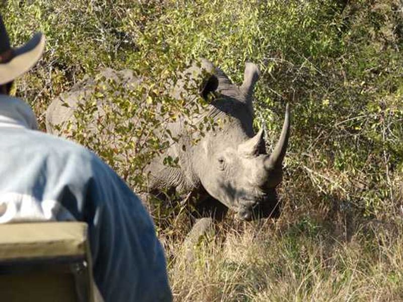 Look out for white and black rhino on safari