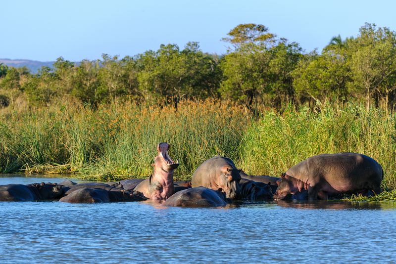 Nilpferde im iSiMangaliso Wetland Park