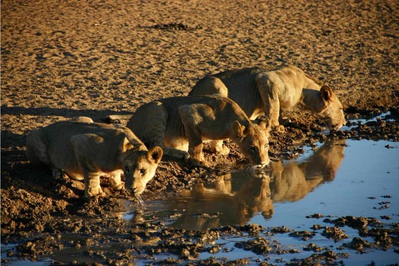 At the local waterhole in Tswalu
