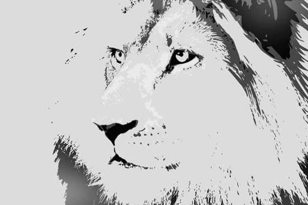 Africa's Big Cats - The African Lion