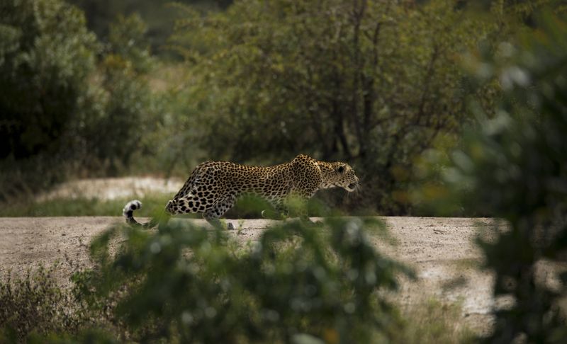 A leopard