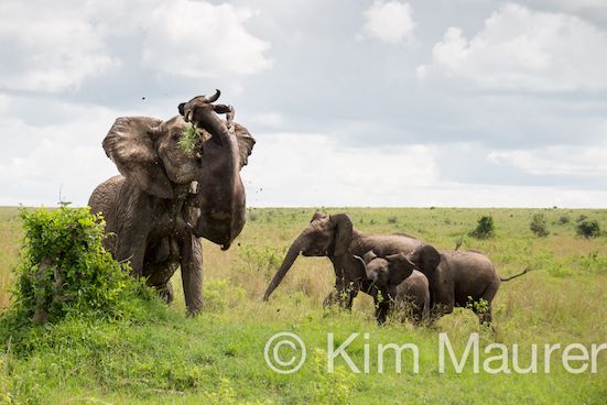 Top 10 blogs - Elephant attacks buffalo