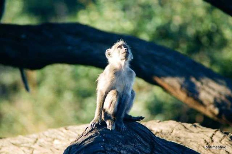 “So, since pictures do really tell more than words, let me introduce some of the many friends we met on our safari to Zimbabwe and Botswana…”
