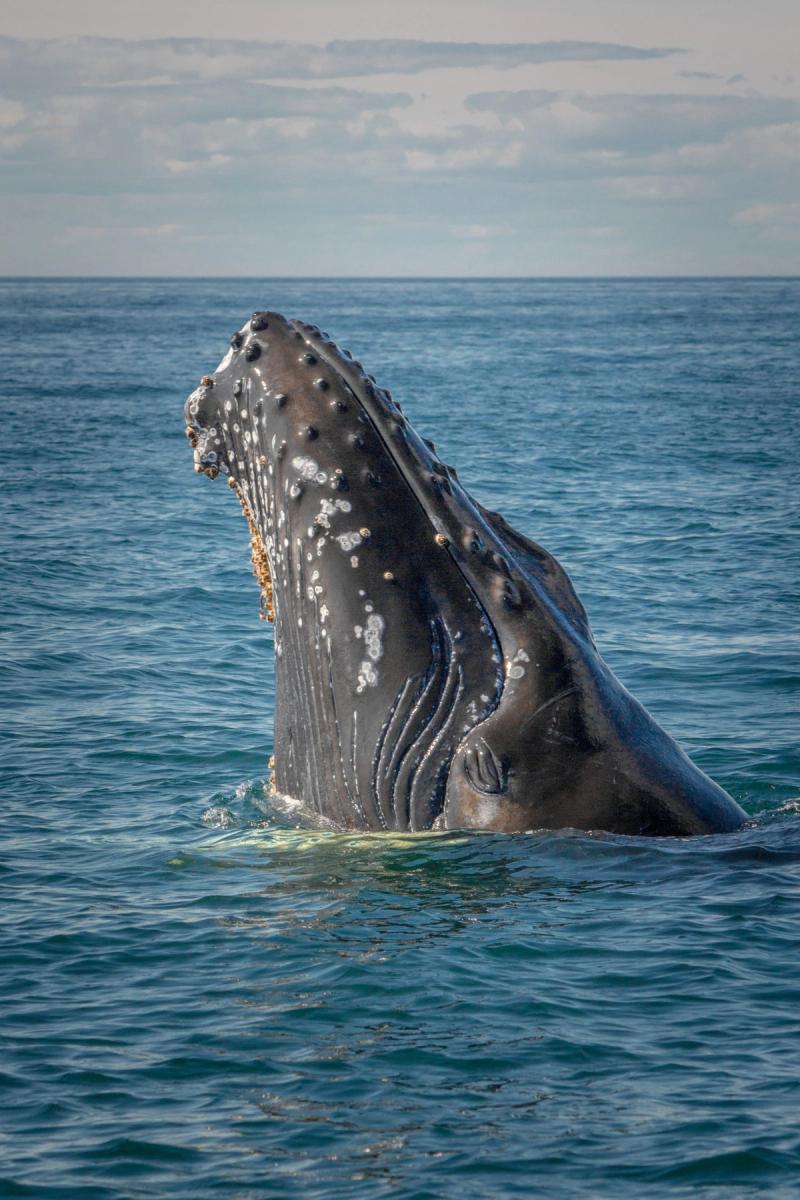Humpback whale calf