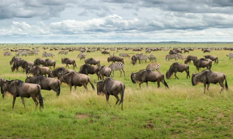 The Great Migration is a must-do Big 5 favourite experience in Africa