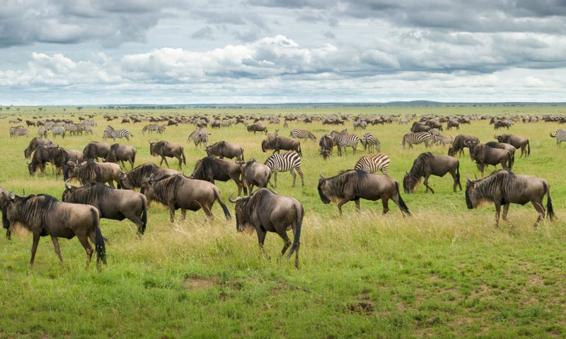 The Great Migration is a must-do Big 5 favourite experience in Africa
