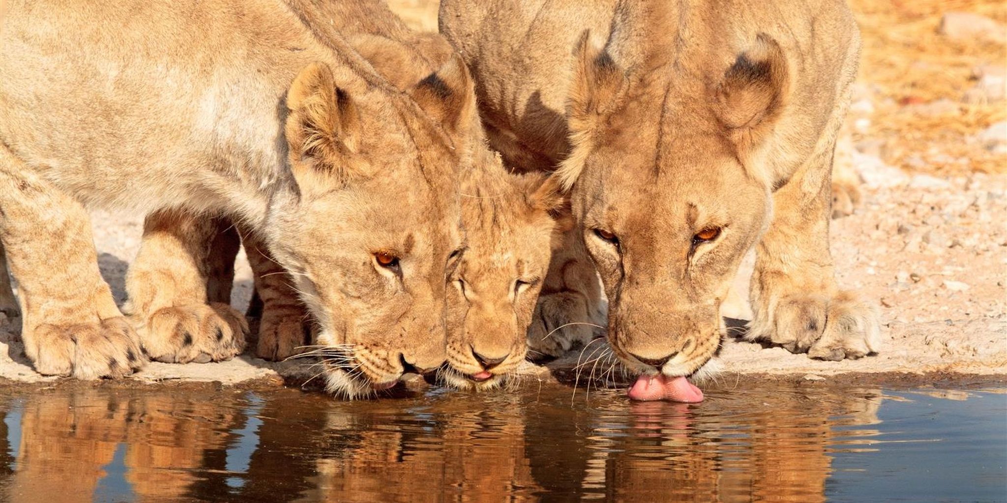 The 5 Best Live Cams From The African Wild