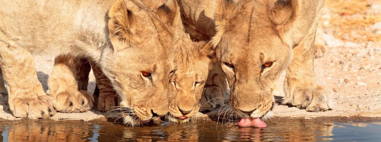 The 5 Best Live Cams From The African Wild