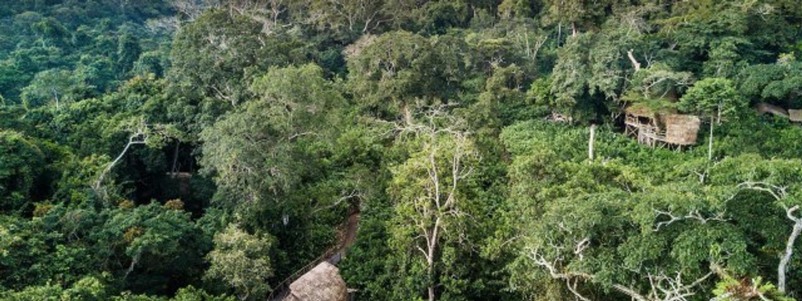 Die grüne Lunge Afrikas: Kongobecken