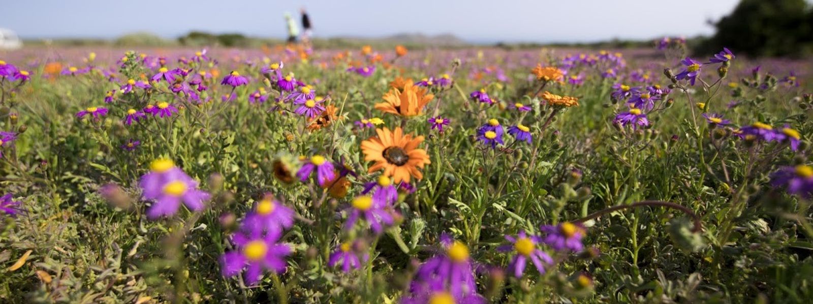 Primavera na África do Sul | A temporada das flores no Cabo Ocidental
