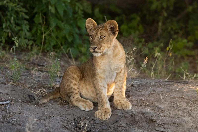Lion cub seen while visiting Botswnaa in April