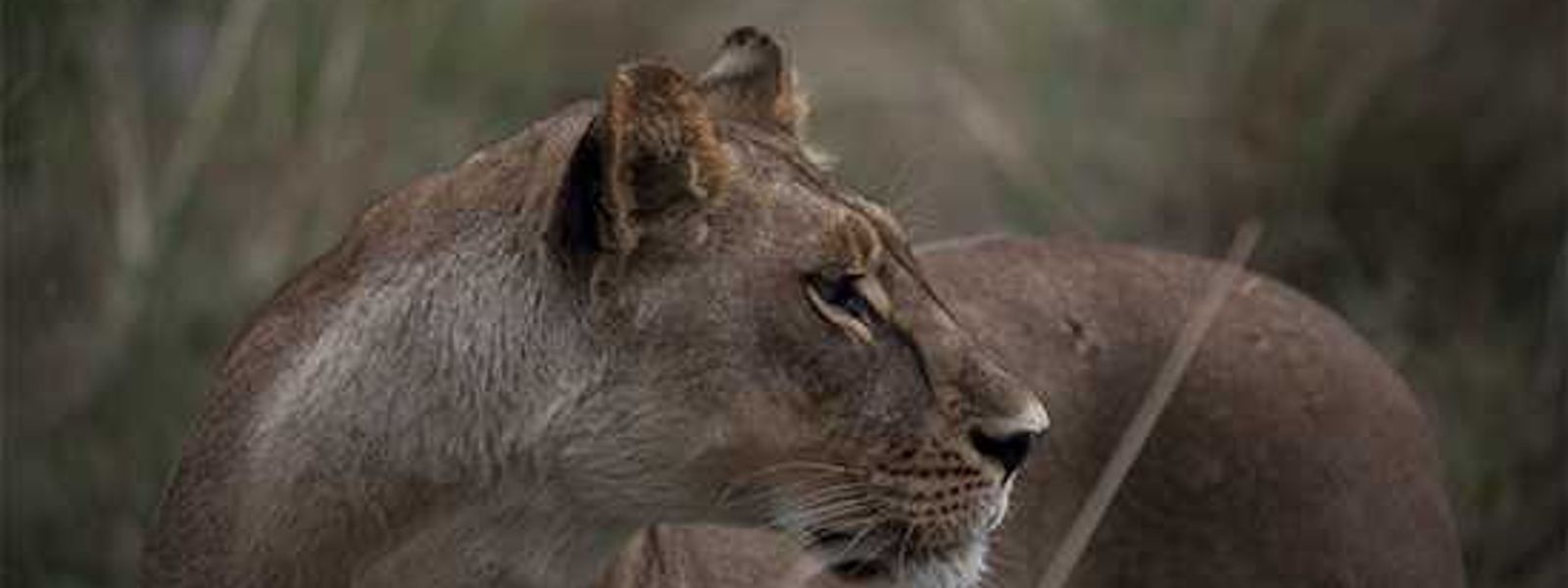Riding in Cars with Lions