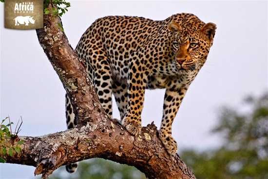Spectacular female leopard at Londolozi Game Reserve