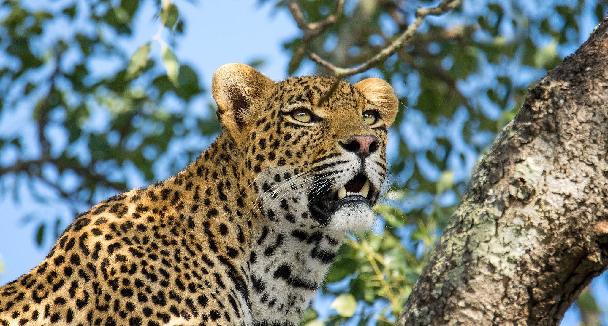 Enamórate de: el leopardo