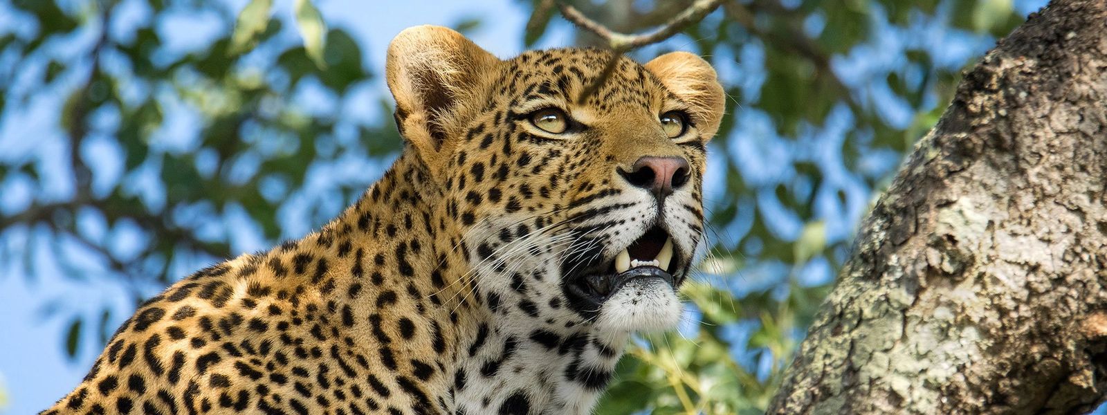 Enamórate de: el leopardo