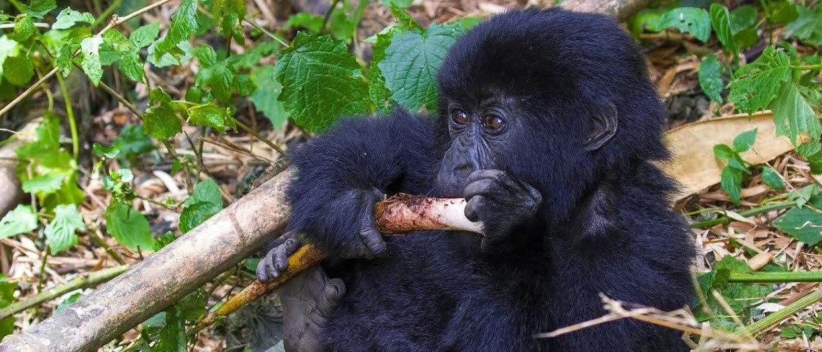 Rwanda  |  Gorillas & Volcanoes |  Lookbook
