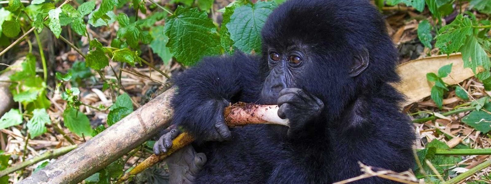 Rwanda | Gorillas & Volcanoes | Lookbook