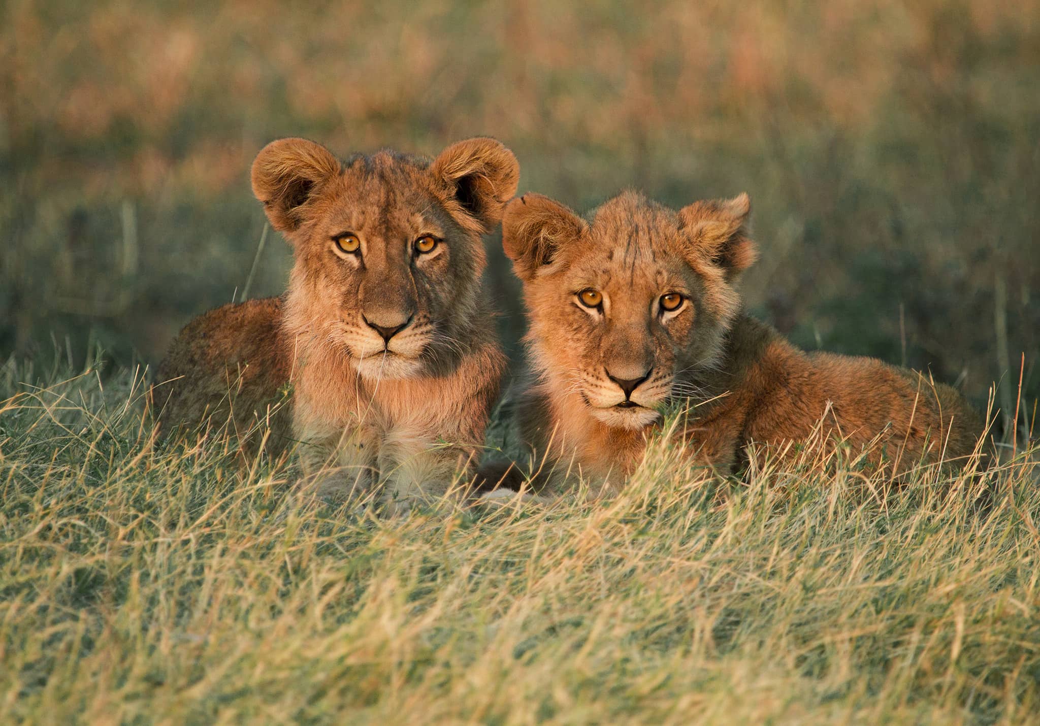 The Magnificent Wildlife of Botswana