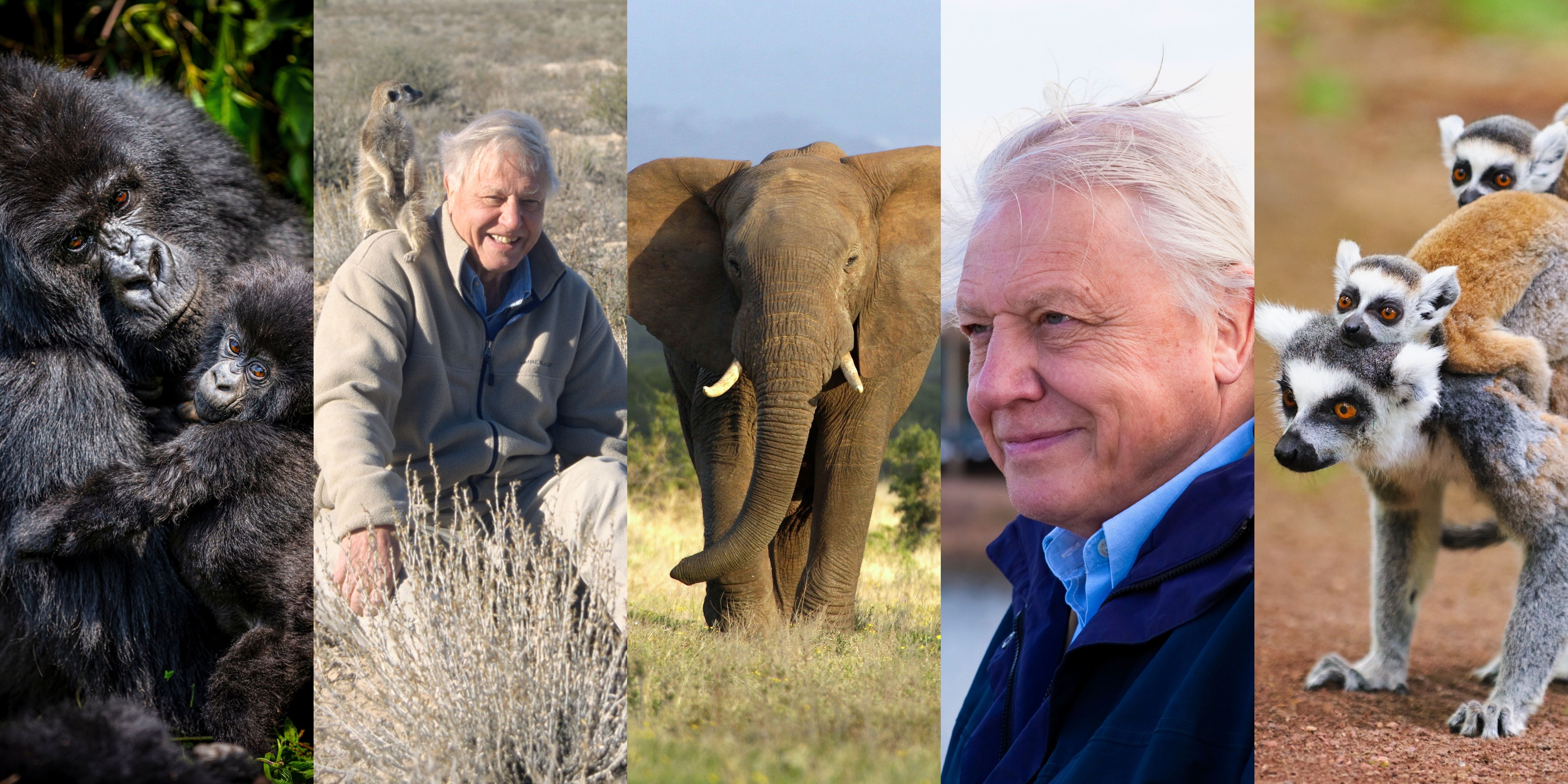Sir David Attenborough’s Africa: A Century of Wonder