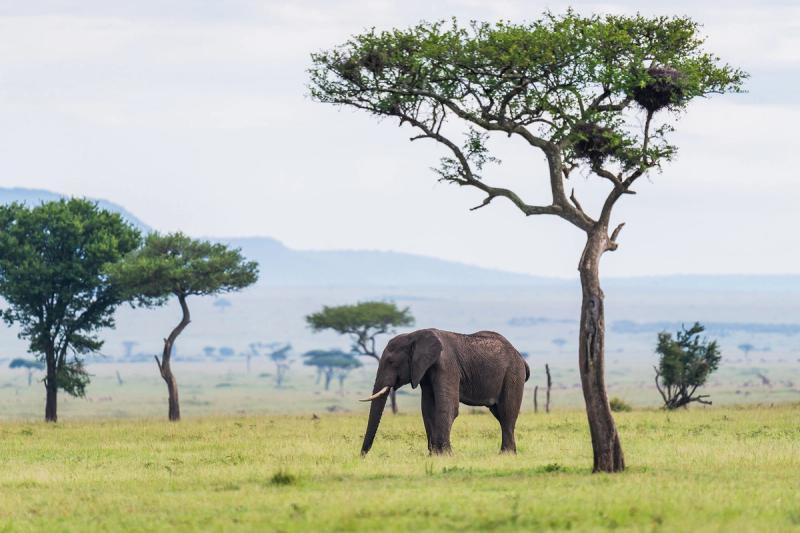 El Maasai Mara es un paraíso para los fotógrafos