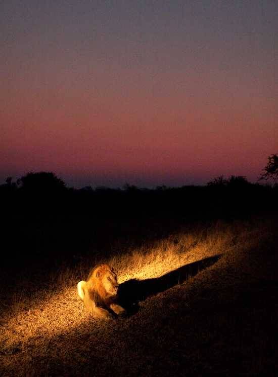 Lion at sunset