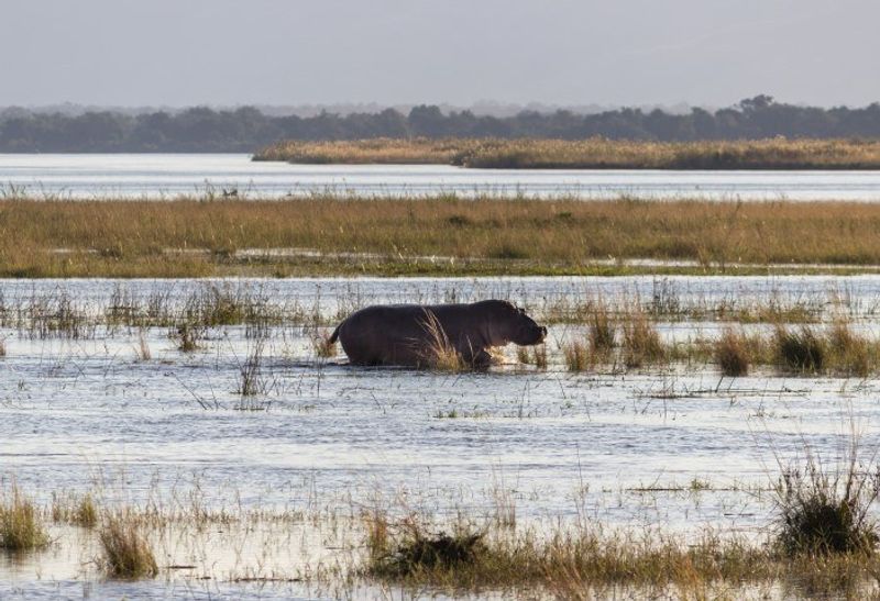 Flusspferd marschiert durchs Wasser in den Sümpfen im Mana Pools Nationalpark