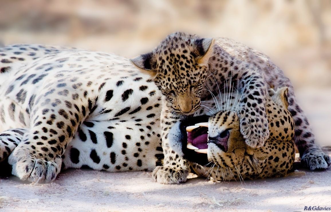 All you need is love – eine Safari voller Liebe und Zuneigung