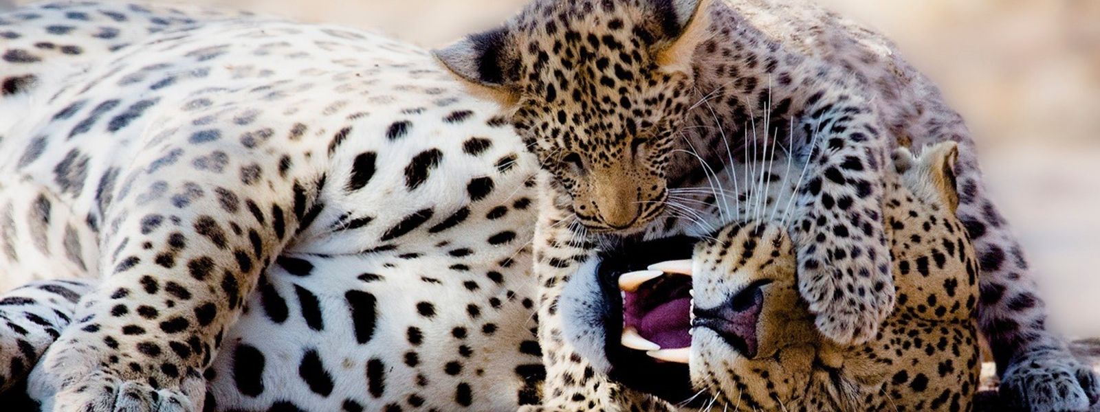 All you need is love – eine Safari voller Liebe und Zuneigung