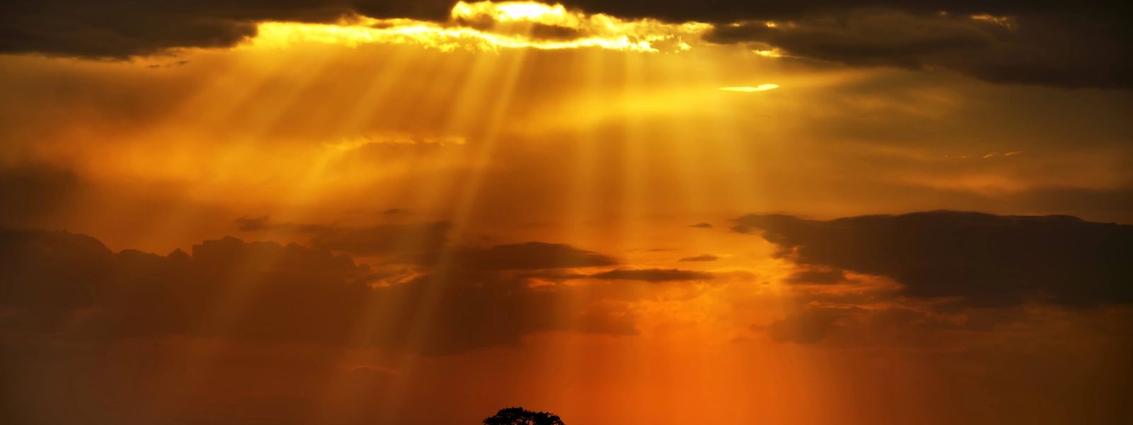 Top Wildlife Photography Tips From Clement Kiragu