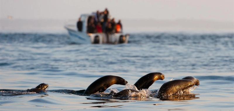Cape fur seals swimming and jumping in Cape Town, South Africa