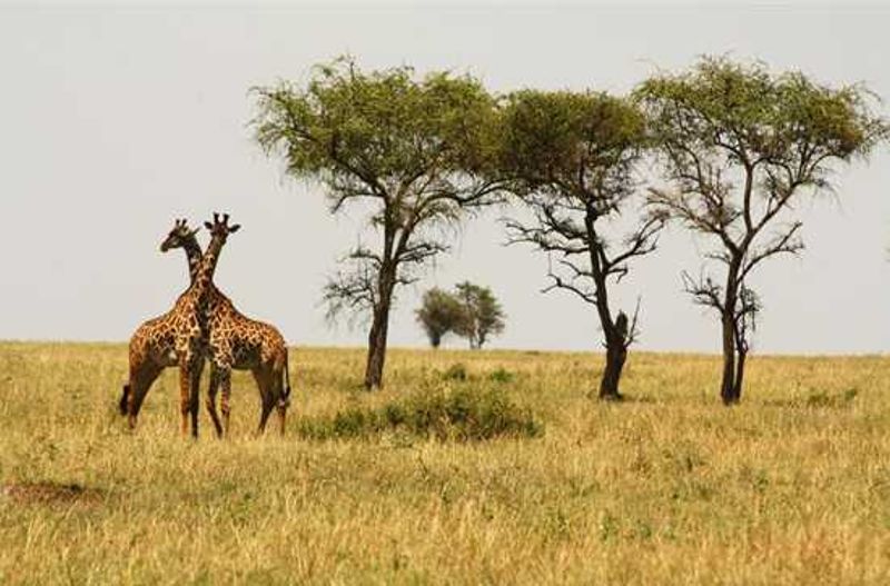 Go on Big 5 game safaris