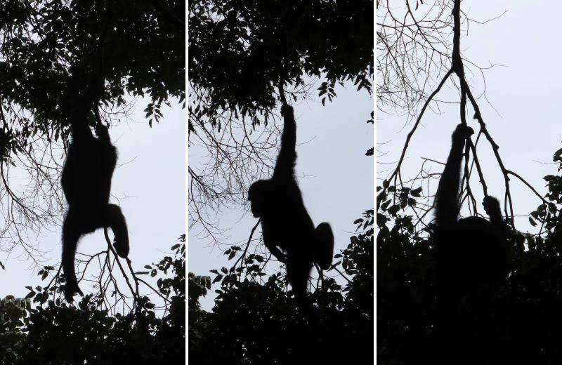 A chimpanzee moves through the branches of the rainforest canopy in Nyungwe National Park.