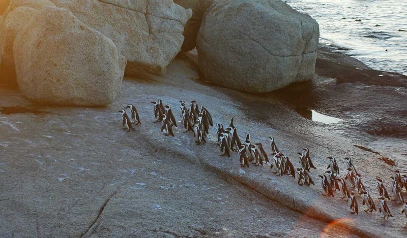 The Great Trek