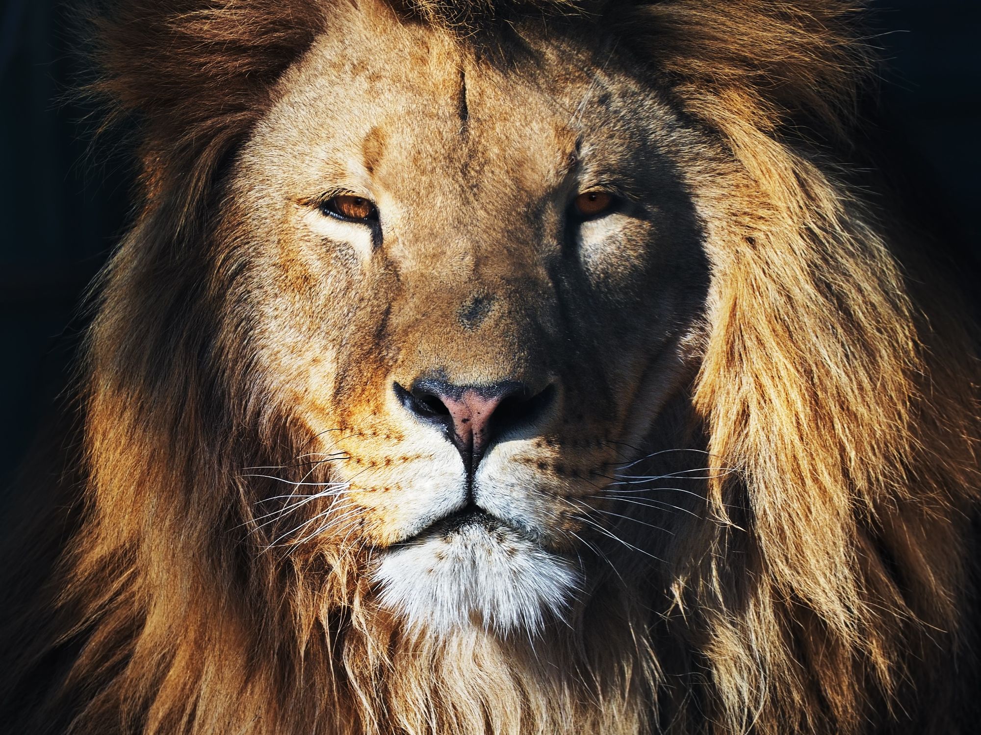 Africa’s Real Lion KINGS