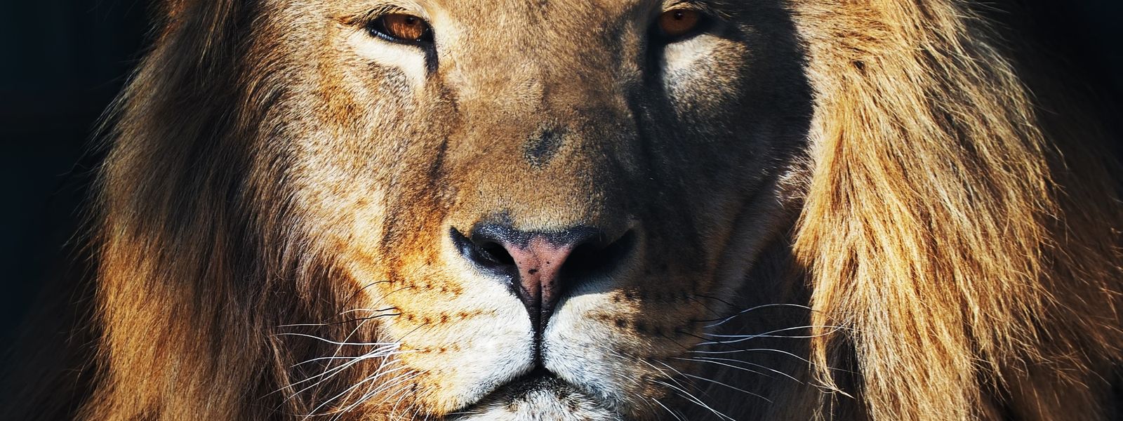 Africa’s Real Lion KINGS