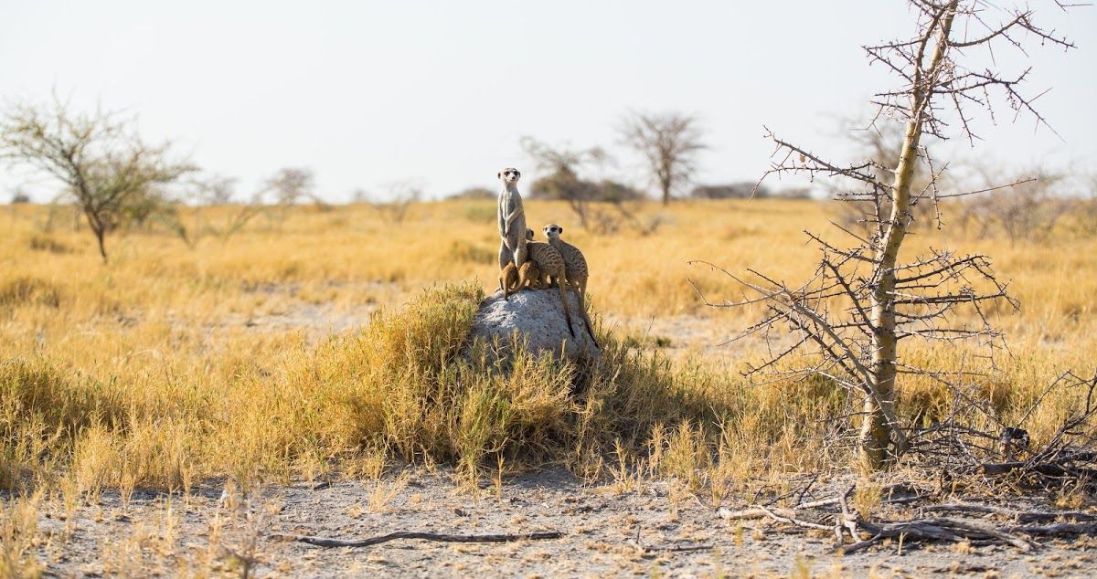 Get to Know the Remarkable Animals of Botswana's Epic Wilderness