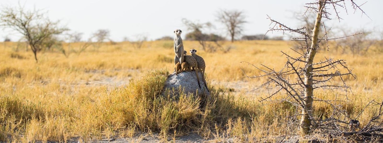 Get to Know the Remarkable Animals of Botswana's Epic Wilderness