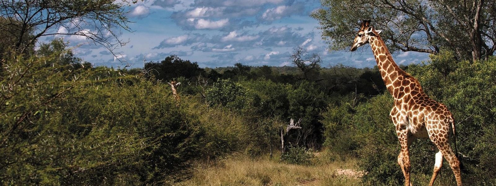 FAQ Krüger Nationalpark: Alles, was Sie wissen müssen