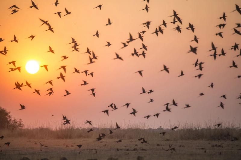Einzigartige Momente in Afrika: Die beste Covid-19 Reiseversicherung für Ihre Safari