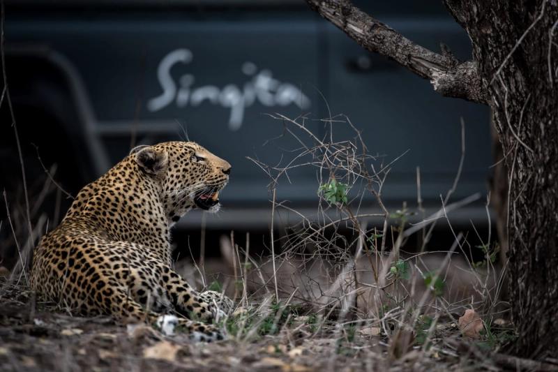 Un léopard est allongé sur le sol, dans l'herbe sèche, près d'un arbre, avec en arrière-plan un véhicule de safari portant l'inscription « Singita ».