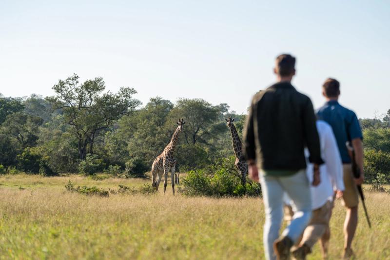 Walking safari with giraffe sightings in the Sabi Sand Game Reserve