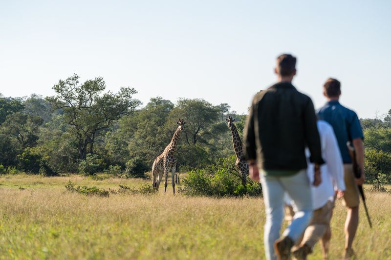 Walking safari with giraffe sightings in the Sabi Sand Game Reserve