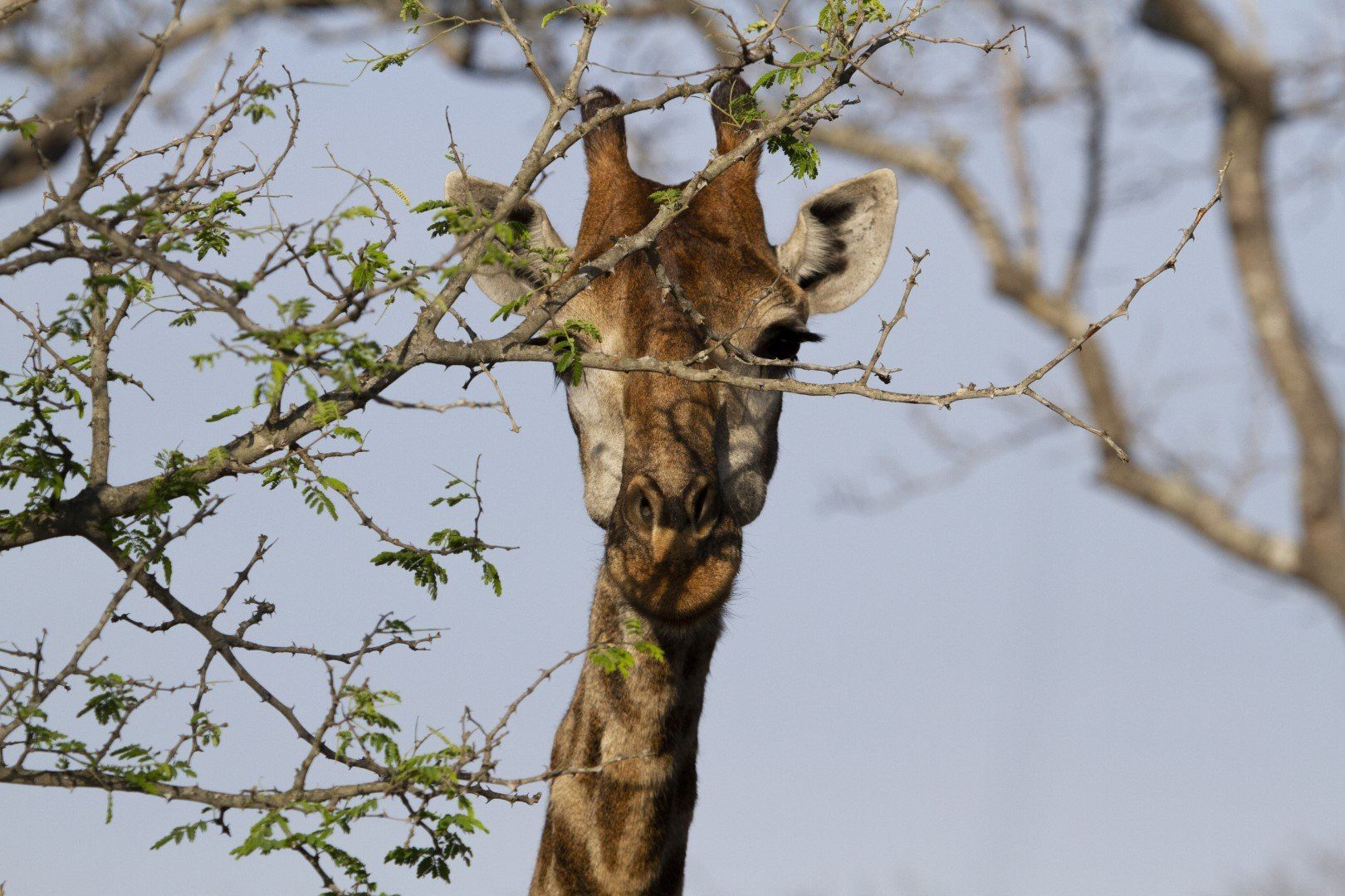 Quelle météo au Parc National Kruger ?