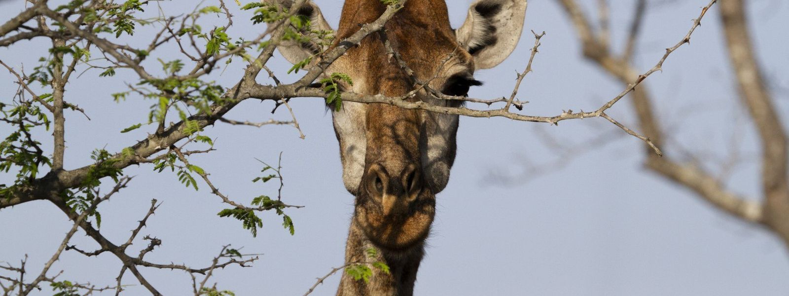 Quelle météo au Parc National Kruger ?