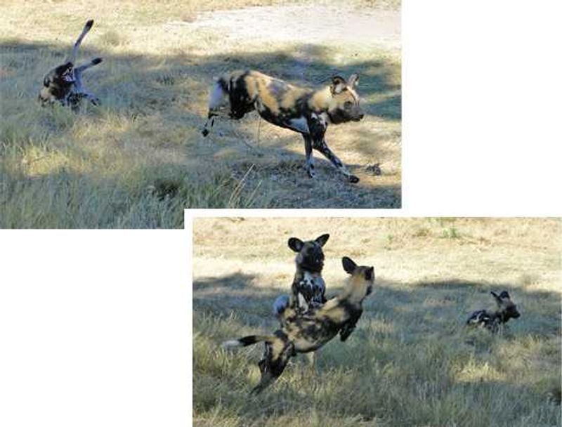 Wild Dogs at play