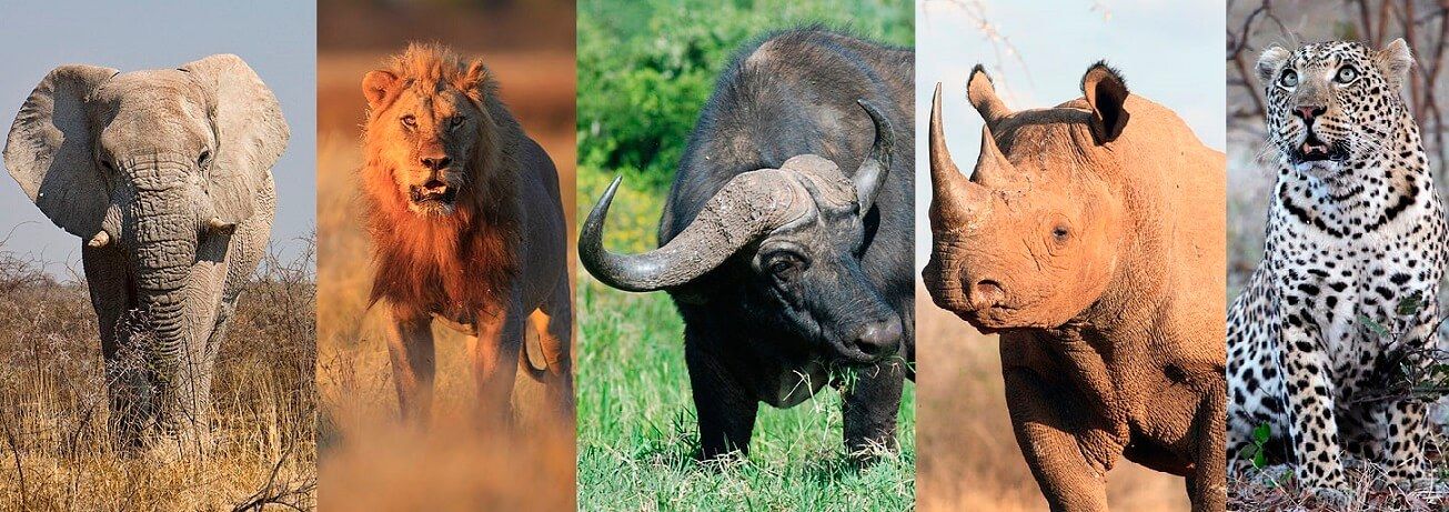 ¿Qué son los Big Five? | Conoce a los "Cinco Grandes" del safari
