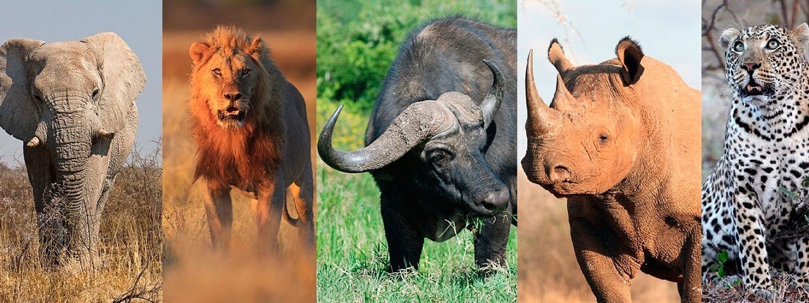 ¿Qué son los Big Five? | Conoce a los "Cinco Grandes" del safari