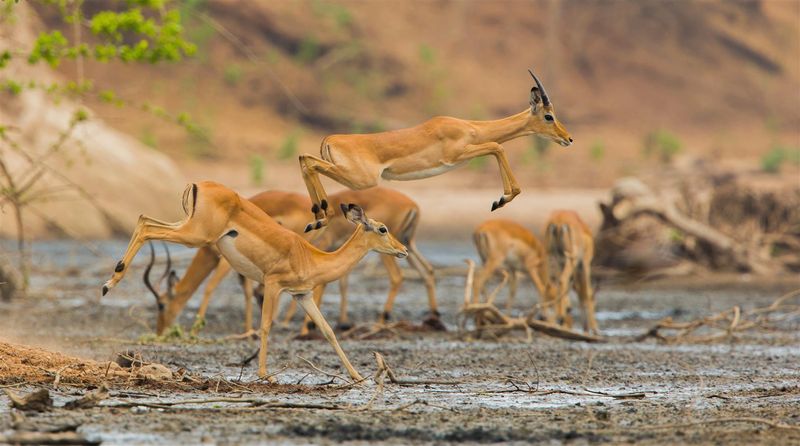 Impala jumping at Mana Pools in Zimbabwe