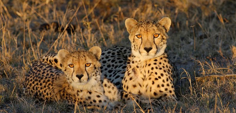 Descubre las direfencias entre guepardos y leopardos