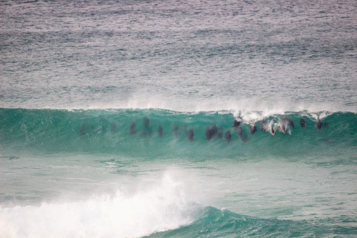 Delfine schwimmen in einer Welle vor der Lekkerwater Beach Lodge
